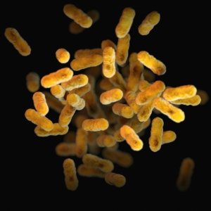 Nourishing Your Bones and Blood Sugar with Probiotics & Prebiotics